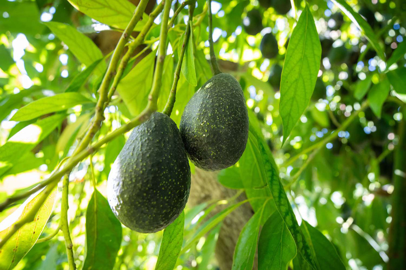 Jaliscavo, primera empresa autorizada en México para plantar, reproducir, y comercializar la variedad de aguacate Luna UCR.